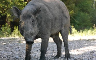 Náklaďáku zkřížilo cestu prase