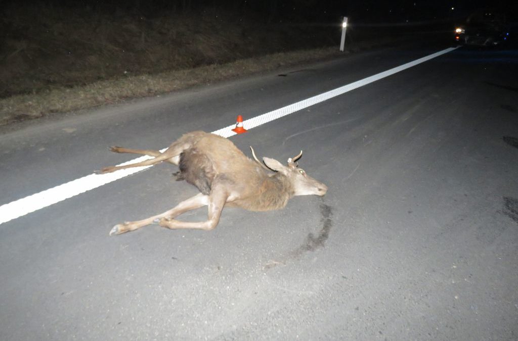 O střety se zvěří není na silnicích nouze