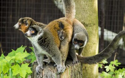 Vzácní lemuři mongoz v Zoo Ostrava mají druhé mládě