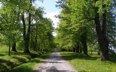 Na Uhlířském vrchu vysadí lípu na počest Petra Becka