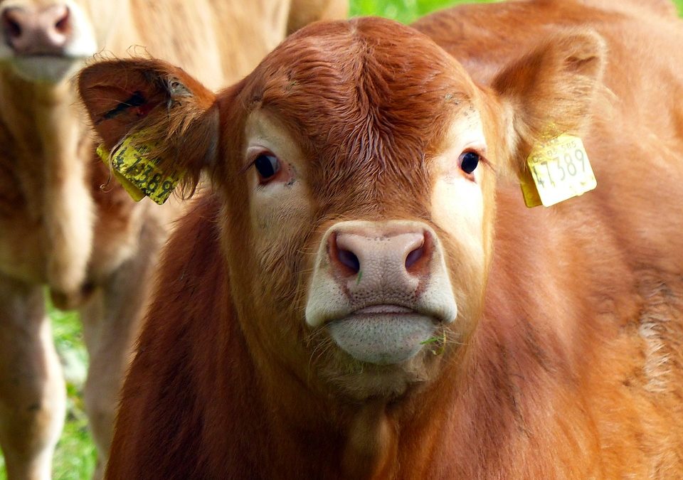 Zloděj z pastvin na Rýmařovsku ukradl tři telata