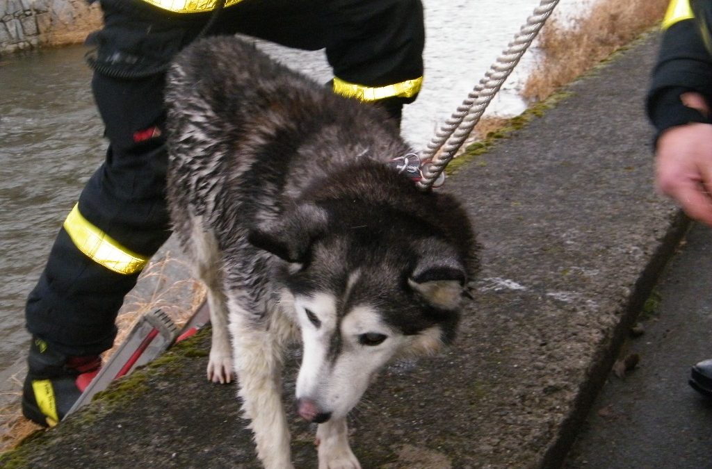 Z koryta řeky Opavice ve Městě Albrechticích hasiči zachránili nevidomou fenku