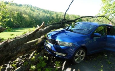 Na auto spadl strom