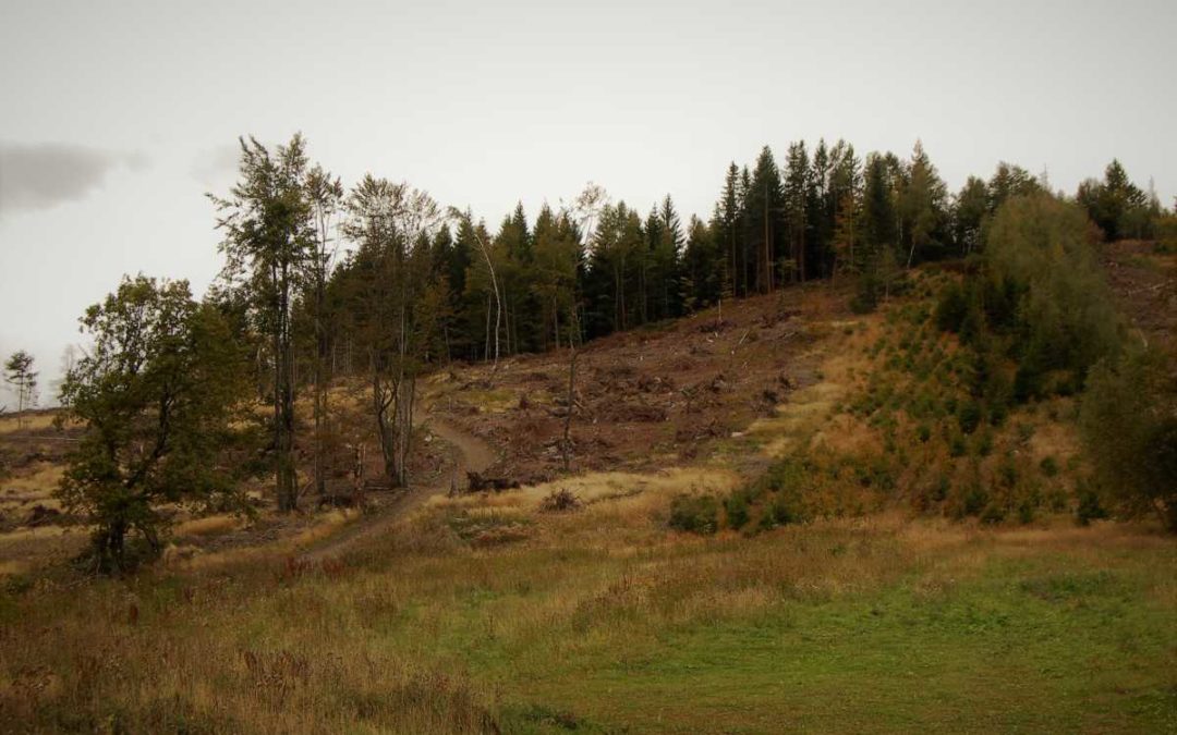 Kůrovcem zničené městské lesy postupně obnovují