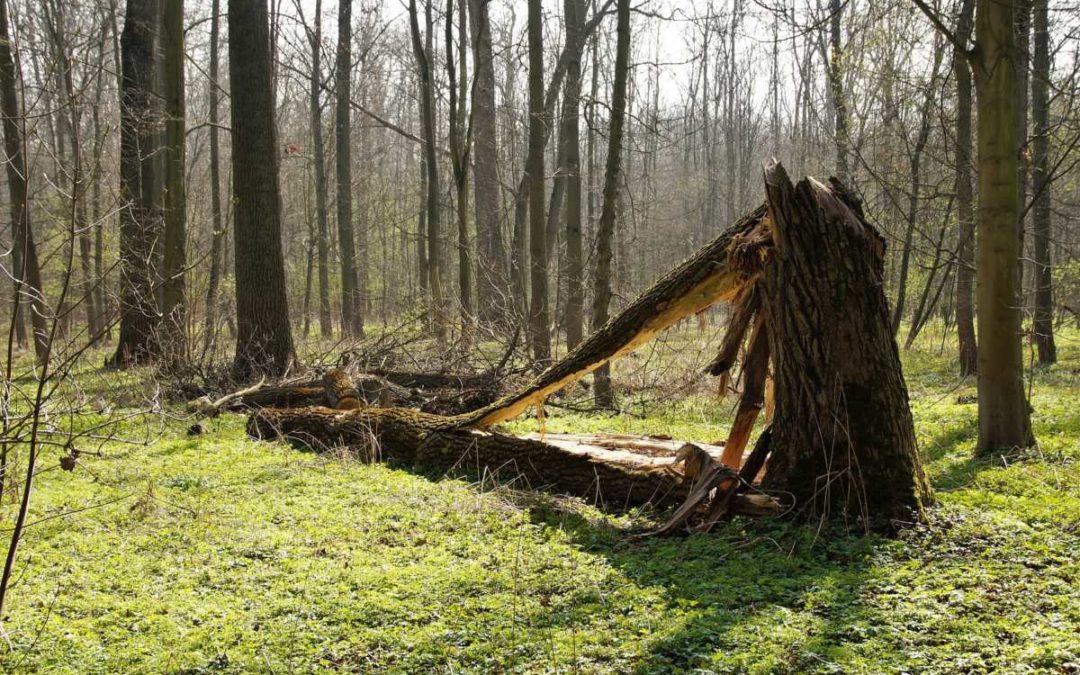 V Bruntále platí zákaz vstupu do městských lesů