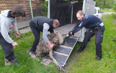 Policisté odchytili pštrosa, který se pohyboval po Bruntále