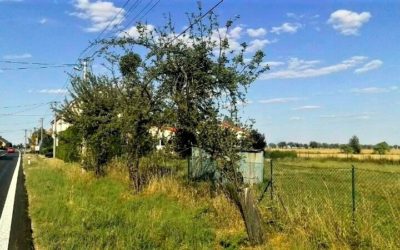V Moravskoslezském kraji nestačily 2 miliony korun na kácení stromů