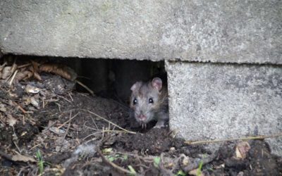Čelisťové a lepové pasti usmrcují zvířata zvlášť trýznivým způsobem, prodejcům hrozí milionové pokuty