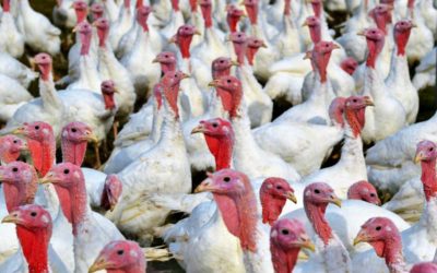 Přes pandemii COVID-19 zůstal veterinární dozor na srovnatelné úrovni