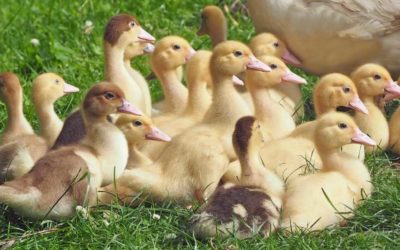 Ptačí chřipka v blízkosti Osoblažska! Státní veterinární správa vyhlásila mimořádné opatření!