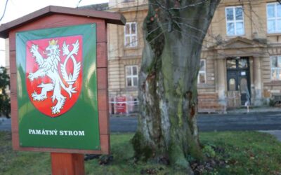 Krnov: Zkoušky potvrdily, že buk je bezpečný