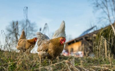 Státní veterinární správa ruší mimořádná veterinární opatření omezující venkovní chov drůbeže