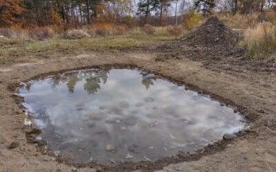 V pískovně Cvilín jsou nové tůně pro ropuchu krátkonohou