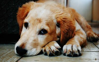 Krnov: Díky čipu se zatoulaný pes shledal s majitelem