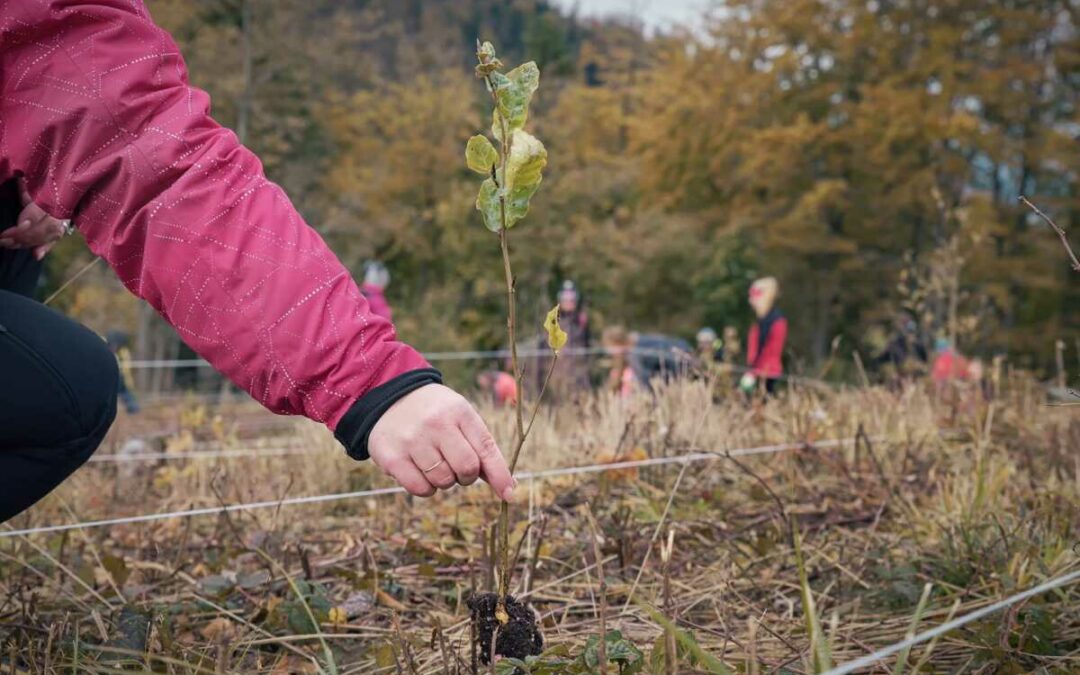 Moravskoslezský kraj: Skoro dvě desítky obcí v regionu se zazelenají