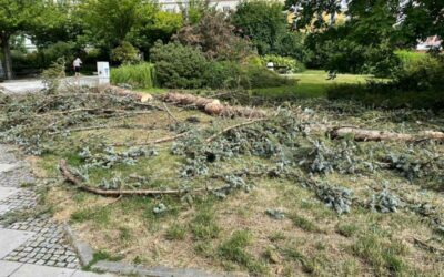 Na Hlavním náměstí v Krnově byl dnes odstraněn uschlý vánoční strom