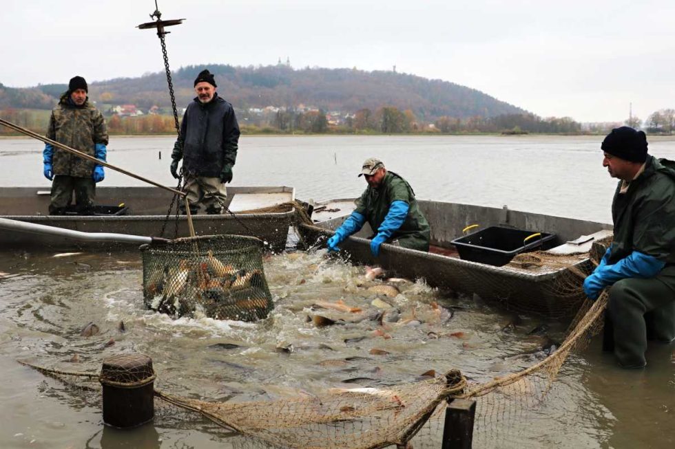 Krnov Dnes pokračuje výlov Petrova rybníka STA Bruntálsko