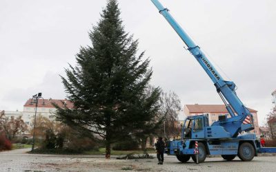 Na náměstí v Krnově už stojí vánoční strom