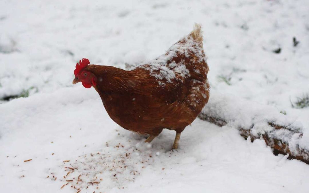 Státní veterinární správa kvůli šíření ptačí chřipky zakazuje venkovní chov drůbeže