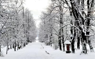 Nejkrásnější stromořadí v ČR je Lipová alej na Uhlířském vrchu