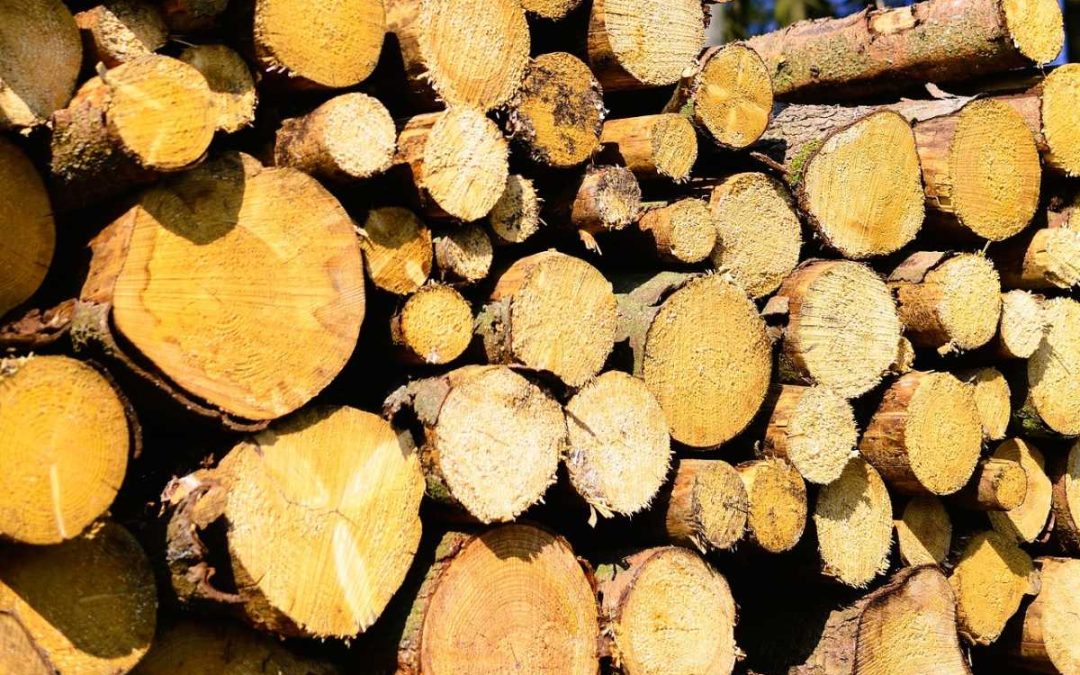 Vrbno pod Pradědem: Neznámý zloděj ukradl dřevo za 116 tisíc korun
