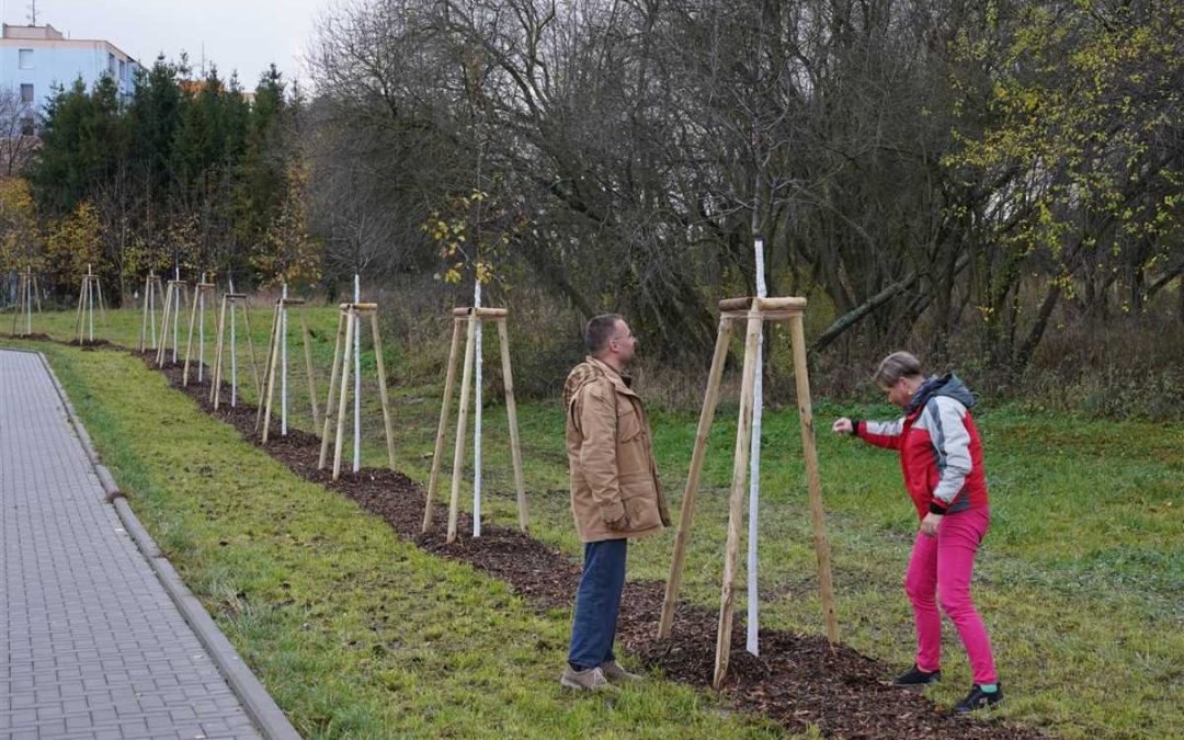 Bruntál: Nové jabloně zpříjemní cestu na nákup