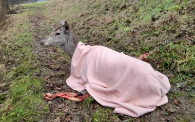 Dvě jednotky hasičů zachraňovaly z koryta potoka vyčerpanou laň