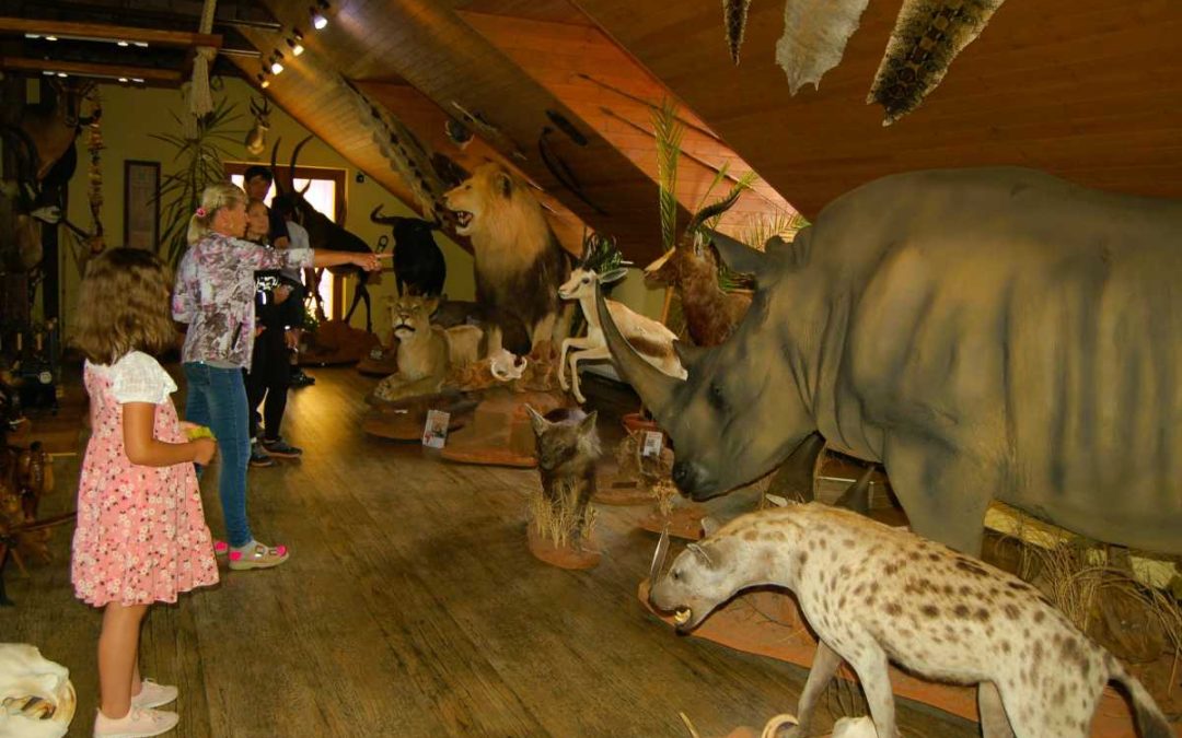 Jelení u Holčovic: Africké muzeum má slona s chobotem nahoru pro štěstí