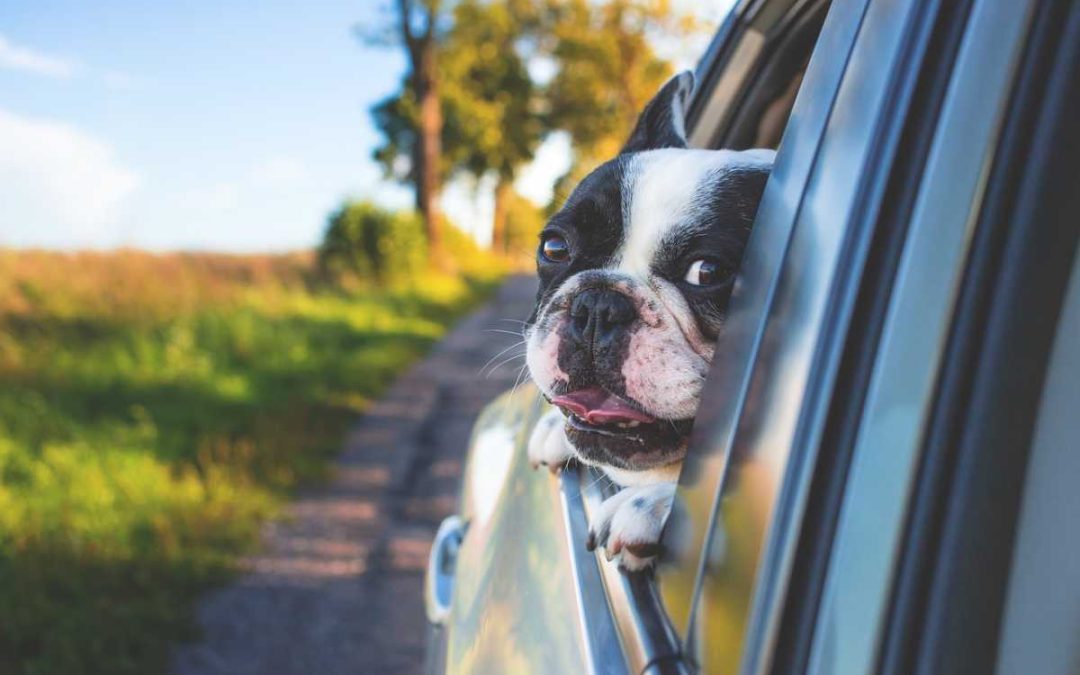 Státní veterinární správa: Horké počasí může způsobovat problémy také zvířatům