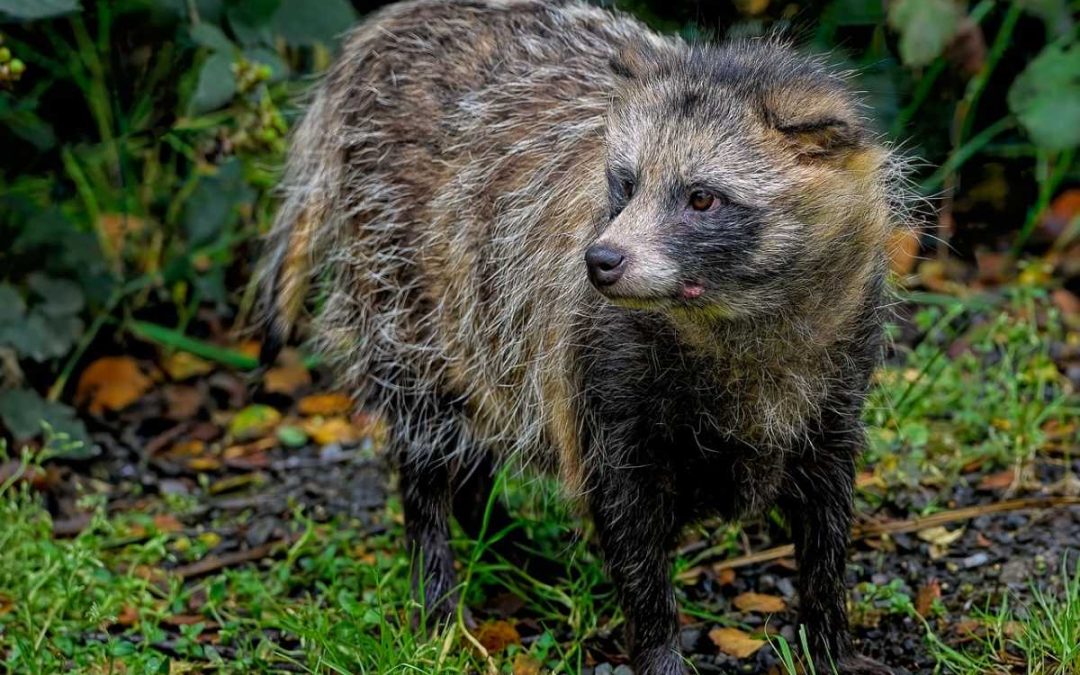 Krnov: Z divočáka se vyklubal psík mývalovitý