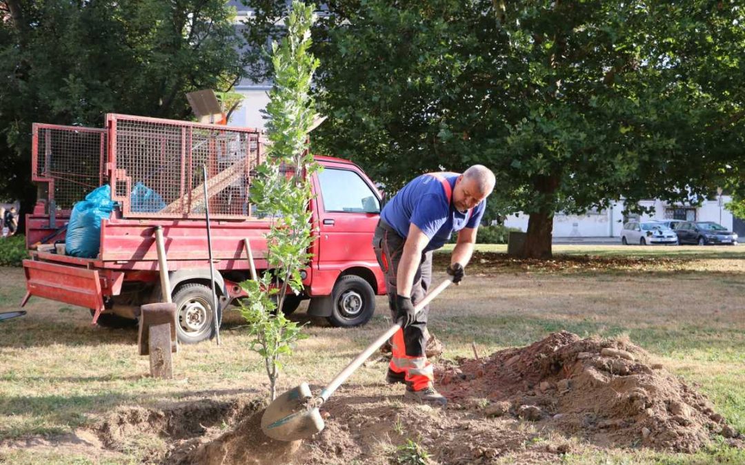 Krnov: Na náměstí Minoritů by dnes vysazen Strom přátelství