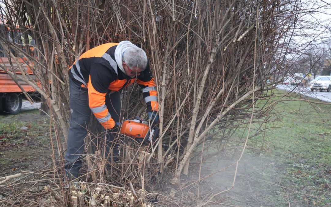 Krnov: V Opavské ulici zmlazují přerostlé keře