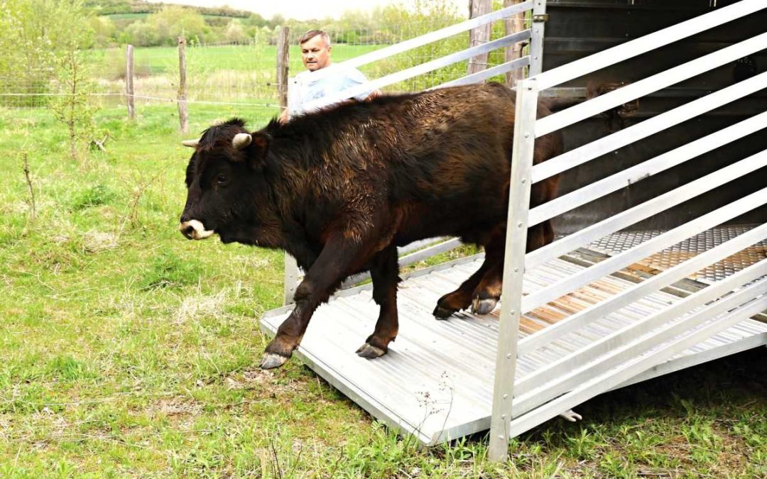 Stádo praturů a divokých koní se rozrostlo o dalšího býčka