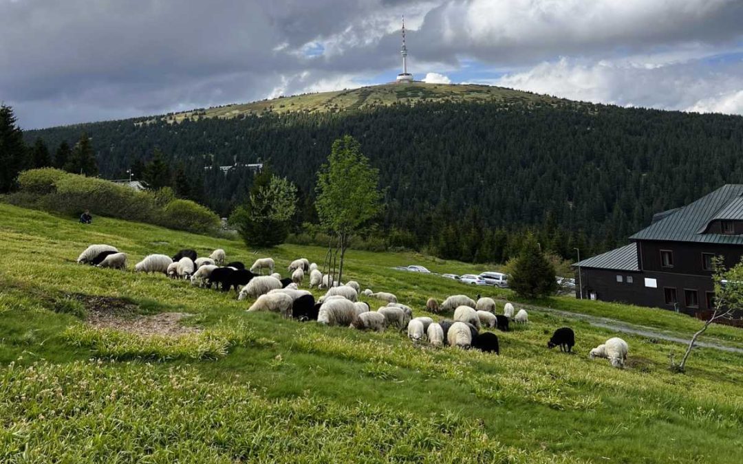 Na horské louky se vrátily ovce – pastevecká tradice opět ožívá u Petrových kamenů