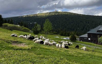 Na horské louky se vrátily ovce – pastevecká tradice opět ožívá u Petrových kamenů