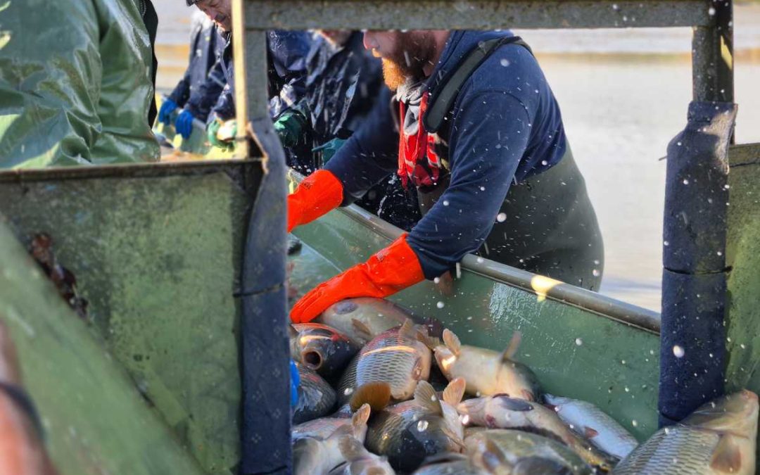 Rybáři vylovili z Petrova rybníka 28 tun ryb