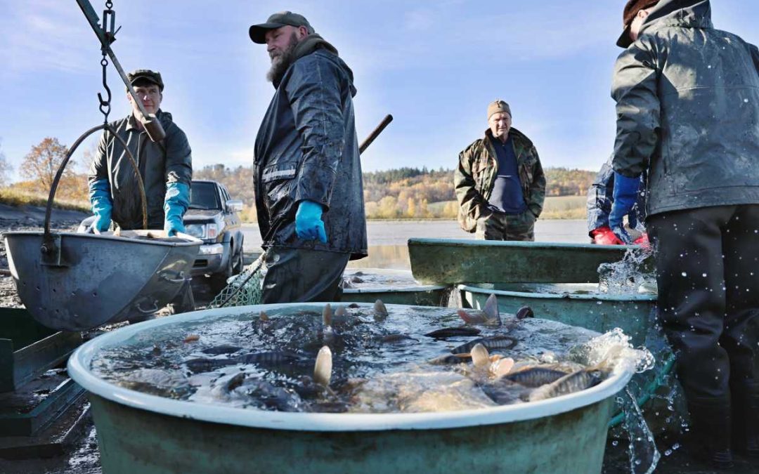 Rybí sezóna začíná: Výlov Petrova rybníka zahájen