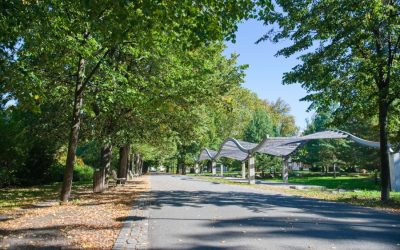 Lipová alej ve Smetanových sadech bojuje o titul Alej roku