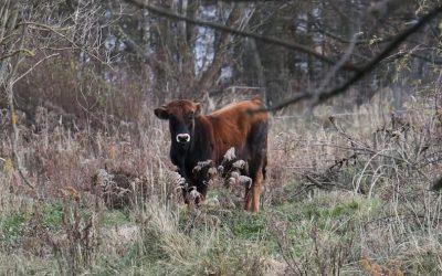 Do Chomýže dorazil nový pratur – stádo teď čítá deset kusů