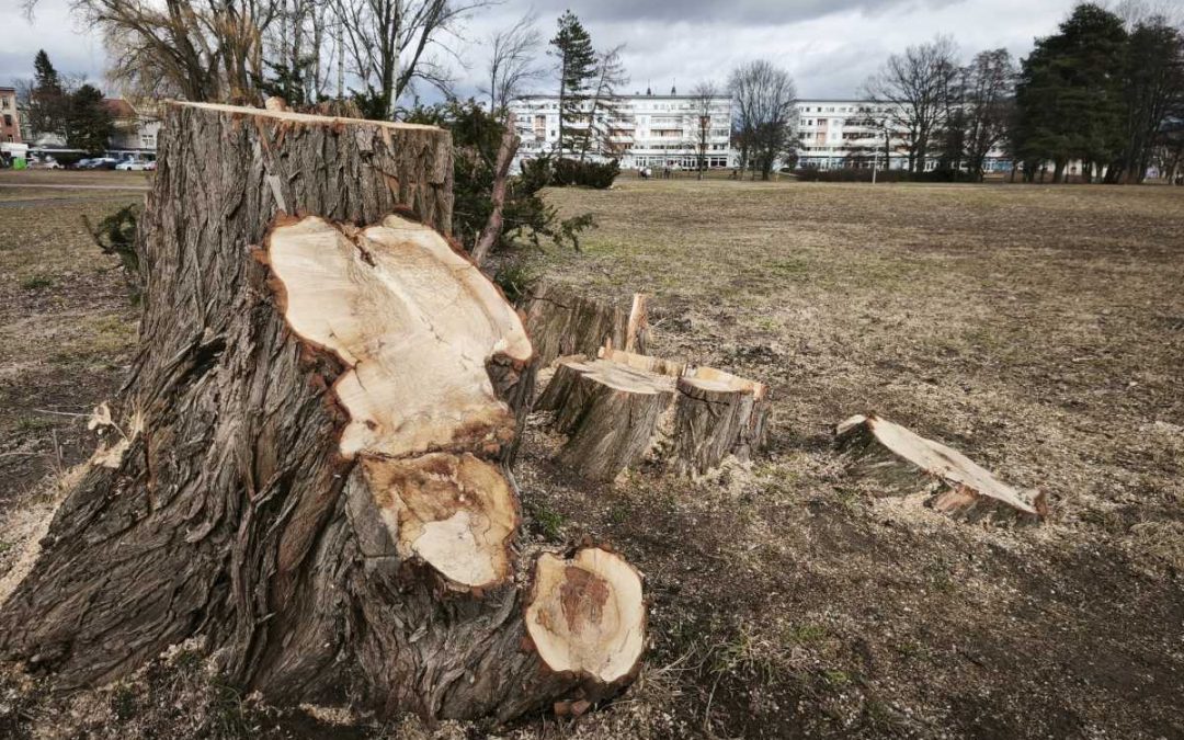 Krnov: Součástí péče o zeleň je i kácení a ořez stromů
