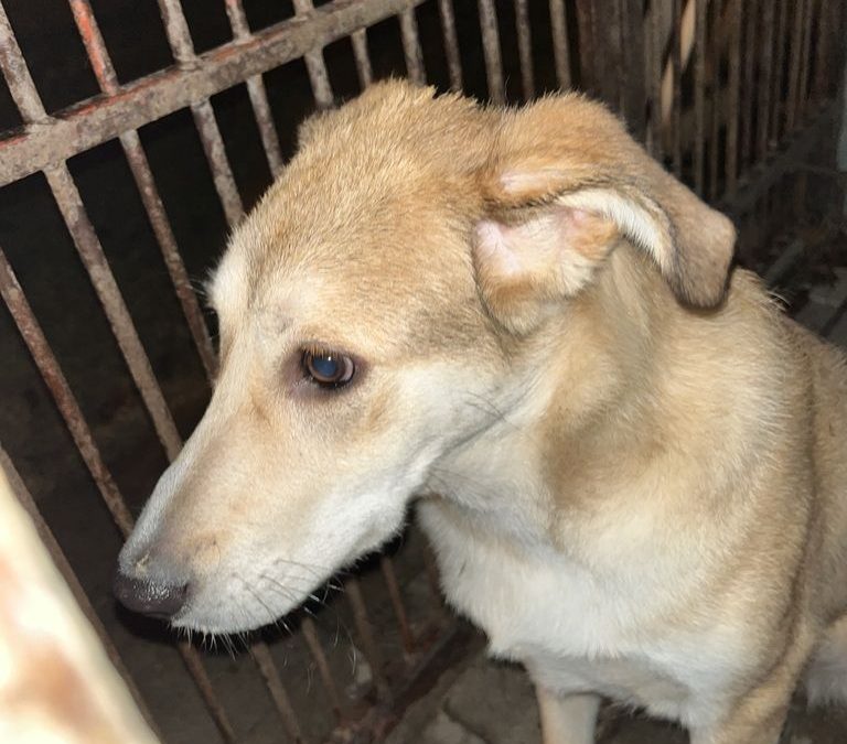 Krnov: Městská policie hledá majitele odchycené feny z Opavské ulice