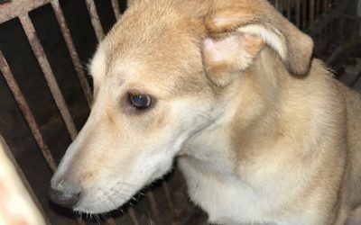 Krnov: Městská policie hledá majitele odchycené feny z Opavské ulice