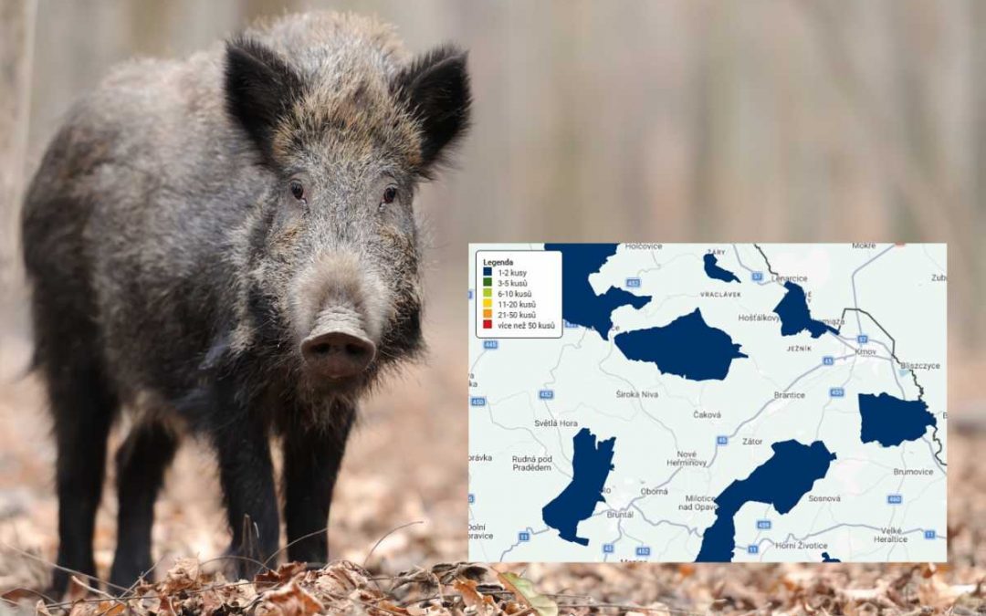 Veterináři monitorují výskyt Aujeszkyho choroby u divokých prasat v honitbě Ježník