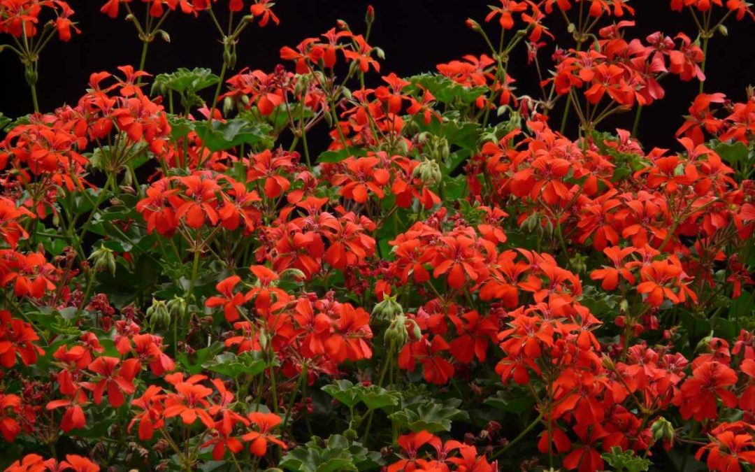 Krnov: Jarní výsadba bude plná květin i stromů