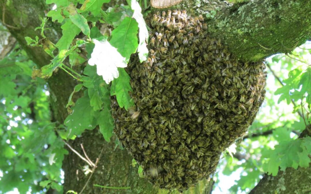 Krnovský strážník při pochůzce objevil včelí roj