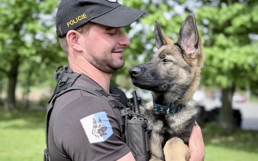 Psovodům se rozrostl jejich „Tým tlapkové patroly“ služebních psů o čtyři štěňata