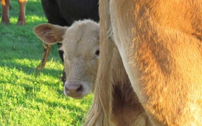 Státní veterinární správa zavádí vyšetřování na nový virus u hospodářských zvířat