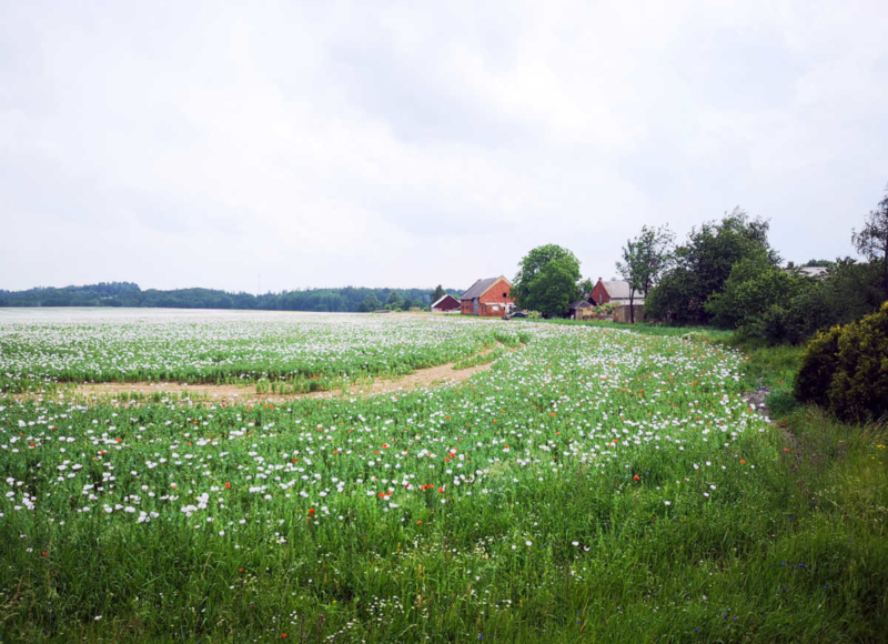 Foto: Radek Vráblík