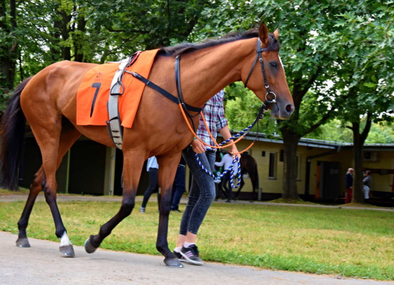 Foto: Miroslav Škoda
