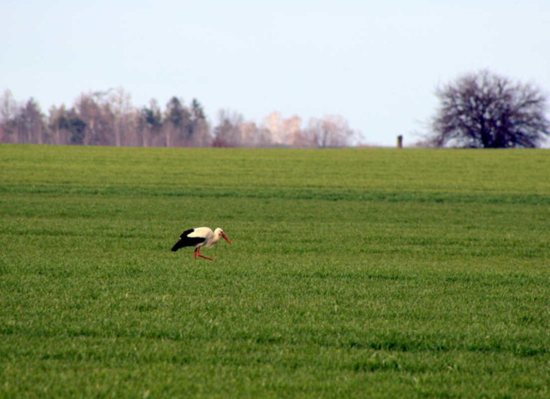 Foto: Radek Vráblík